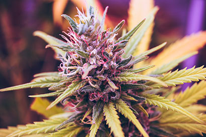Apariencia de cannabis sativa
