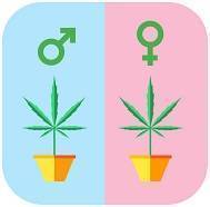 Beneficios de las semillas de cannabis feminizadas