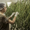 El aceite de CBD en las industria medica