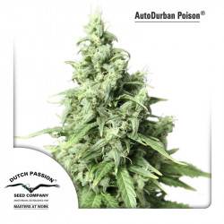 Auto Durban Poison Feminizadas Autoflorecientes