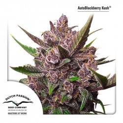 AutoBlackberry Kush Feminizadas