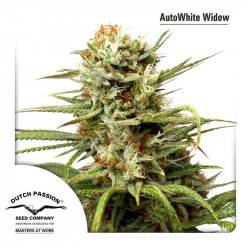 Autowhite Widow Feminizadas