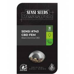 Black Domina CBD Feminizadas (Research Serie)