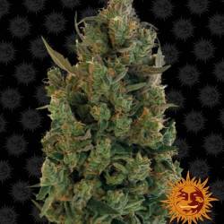 Blue Cheese Feminizadas