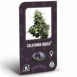 California Indica Feminizadas (Classic Redux Serie)