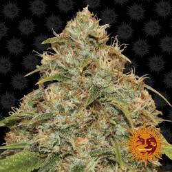 CBD Citron Potion Feminizadas Autoflorecientes