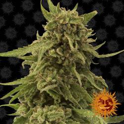 CBD Critical Cure Feminizadas