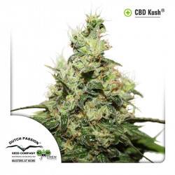 CBD Kush Feminizadas