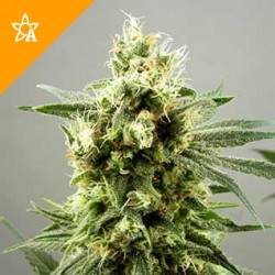 Diesel Haze Feminizadas Autoflorecientes