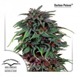 Durban Poison Feminizadas