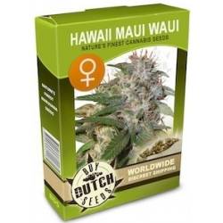 Hawaii Maui Waui Feminizadas