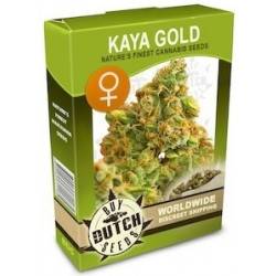 Kaya Gold Feminizadas