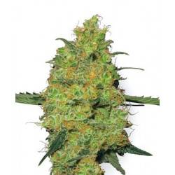 Master Kush
