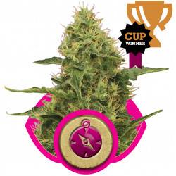 Northern Light Feminizadas - 5 Semillas
