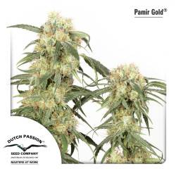 Pamir Gold Feminizadas