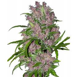 Purple Bud Feminizadas Autoflorecientes