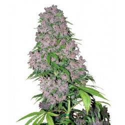 Purple Bud Feminizadas