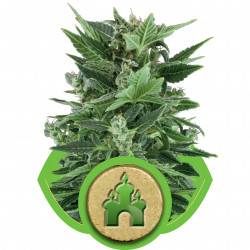 Royal Kush Feminizadas Automatic