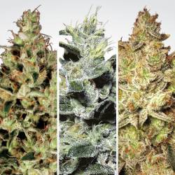 Sativa Champions Pack Feminizadas