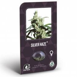 Silver Haze Feminizadas (Classic Redux Serie)