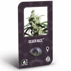 Silver Haze Feminizadas (Classic Redux Serie)