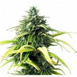 Skunk #1 Feminizadas