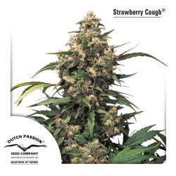 Strawberry Cough Feminizadas