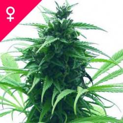 Super Skunk Feminizadas