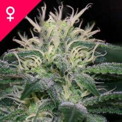 WSS Skunk Feminizadas