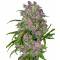 Purple Bud Feminizadas Autoflorecientes