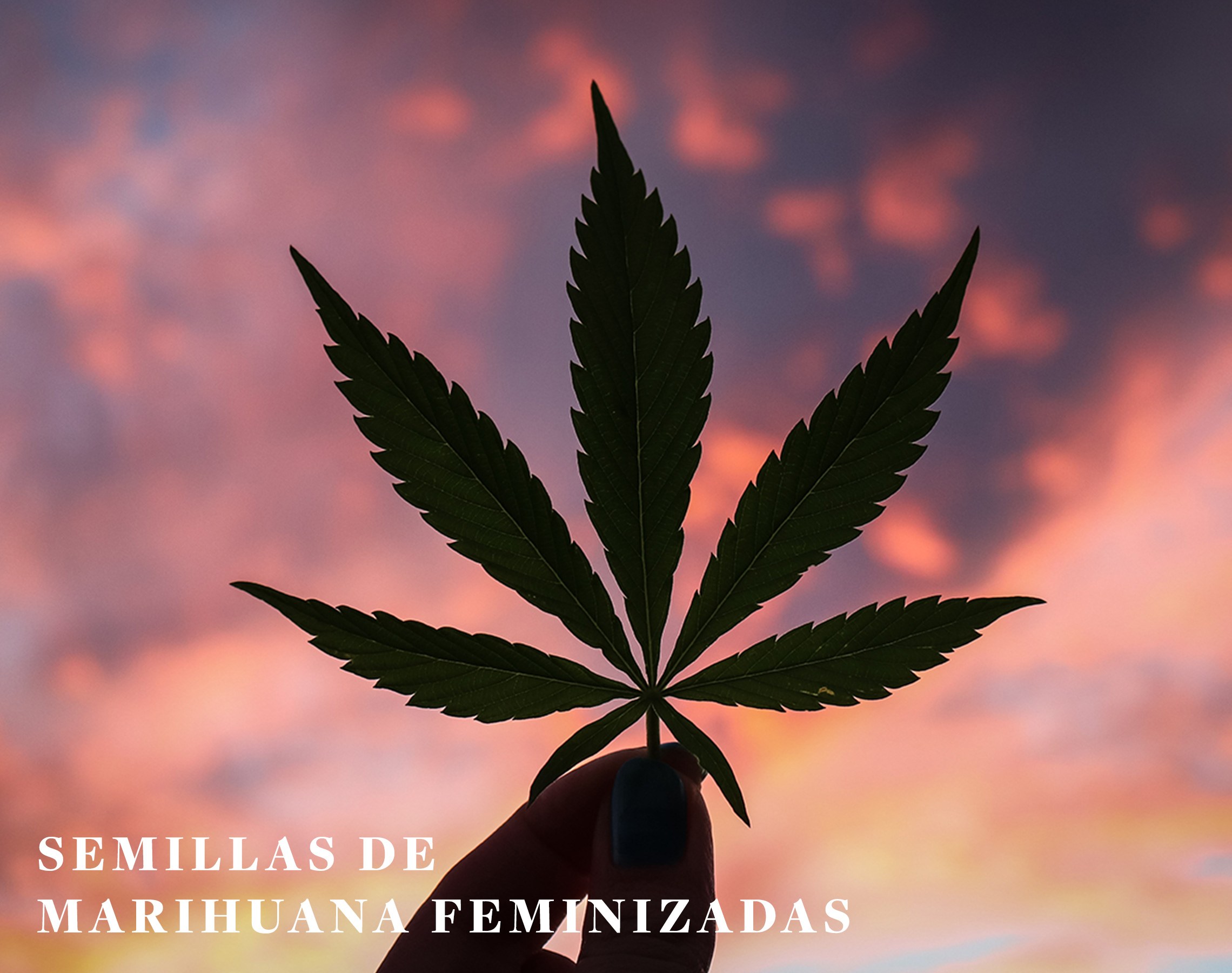 Semillas de marihuana feminizada