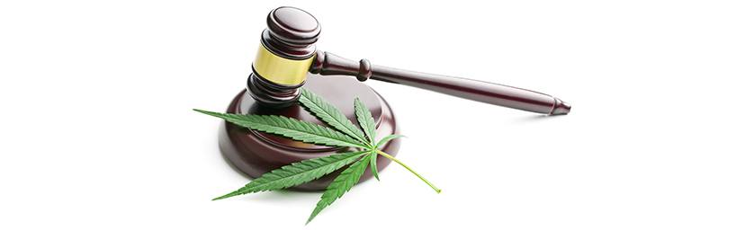 ¿Son legales las semillas de cannabis?